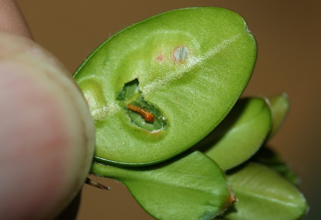 Moscerino su bosso: fam. Cecidomyiidae (cf.)